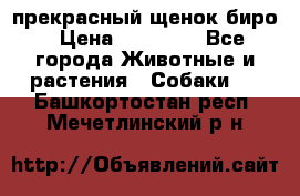 прекрасный щенок биро › Цена ­ 20 000 - Все города Животные и растения » Собаки   . Башкортостан респ.,Мечетлинский р-н